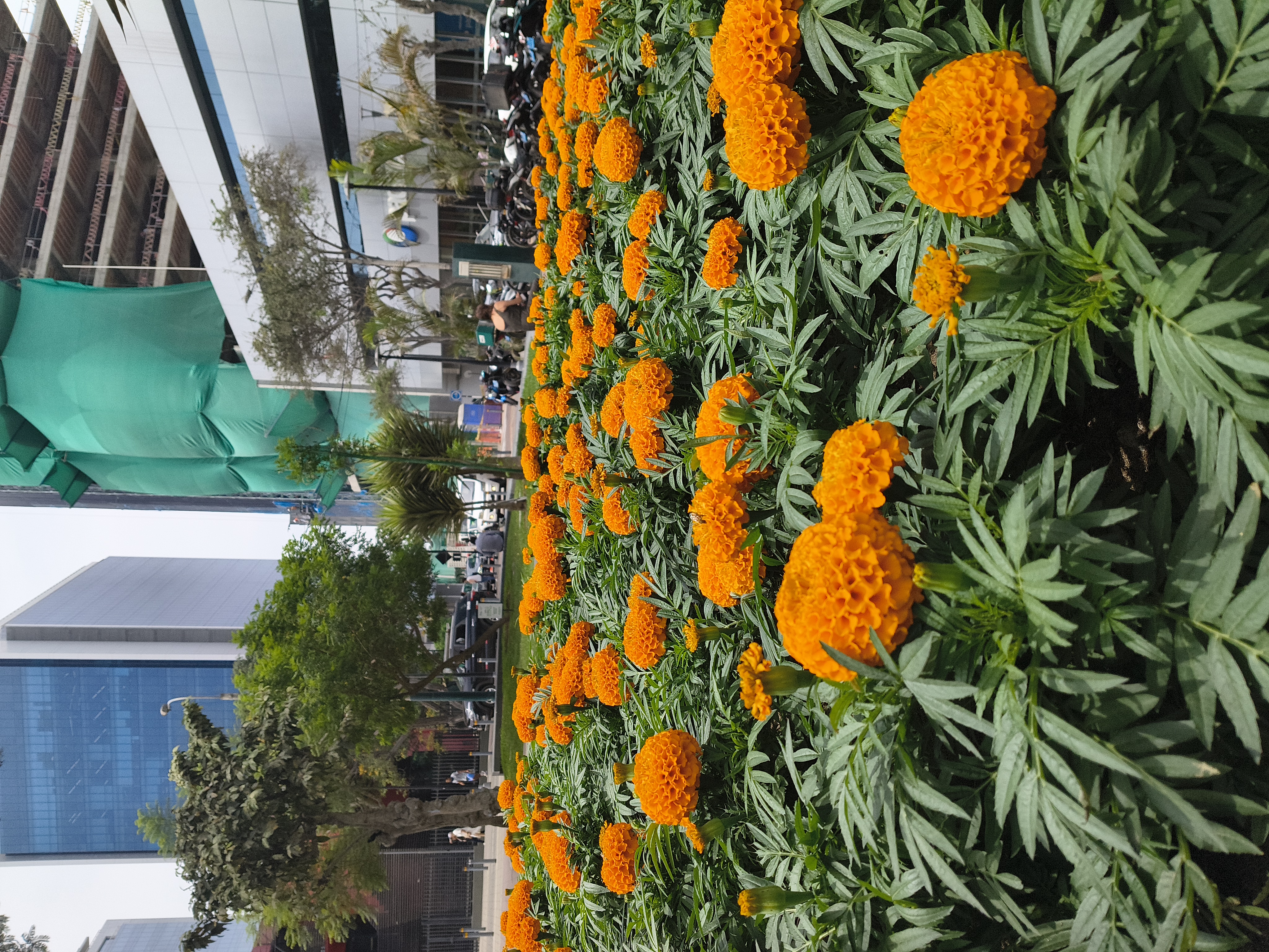 JARDINES